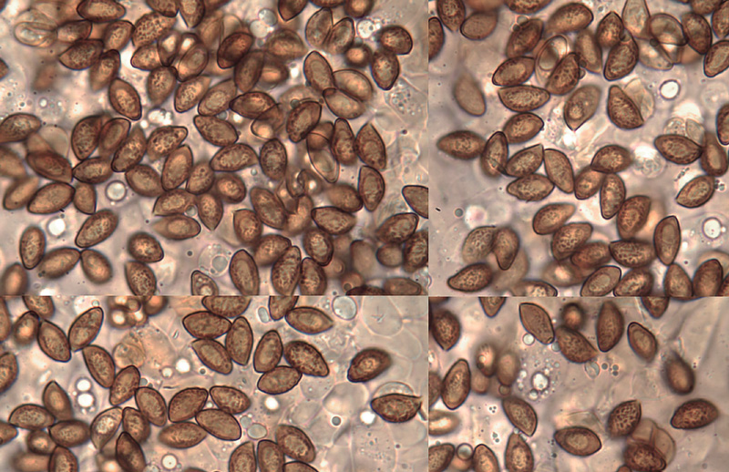 Cortinarius nemorensis